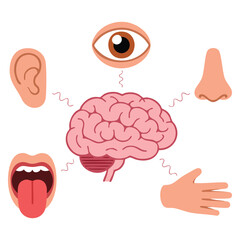 Brain connection with five human senses hearing vision smell taste touch signal between brain and ear eye nose mouth tongue hand vector illustration