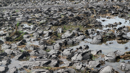 The area of rice fields that has been plowed with a tractor, former swampy and muddy land.