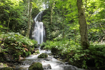 緑の中の滝