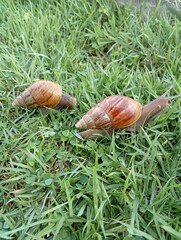 snail on a grass