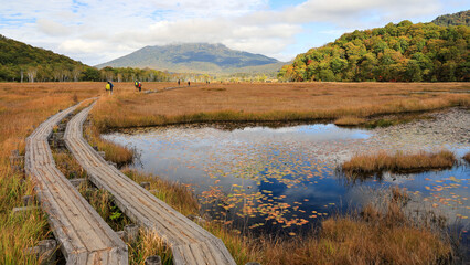 秋の尾瀬、草モミジの紅葉に包まれた尾瀬ヶ原と尾瀬沼トレッキング、群馬県,日本