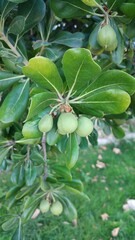 Fruits of pittosporum tobira, Australian laurel, Japanese pittosporum, mock orange, Japanese cheesewood	