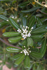 Blossom of pittosporum tobira, Australian laurel, Japanese pittosporum, mock orange, Japanese cheesewood	