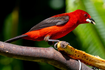 Brazilian Tanager on a branch