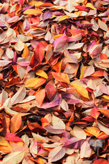 autumn leaves background