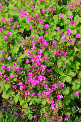 pink-sorrel, pink wood sorrel, windowbox wood-sorrel, hari amilo, sourgrass, or netho (khatta) saag (Oxalis articulata)