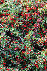 Fototapeta premium Cotoneaster horizontalis