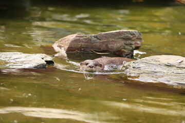 otter in the water