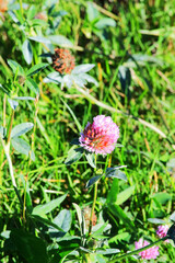 red clover (Trifolium pratense)