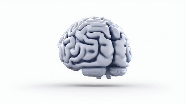 3D Rendered Brain Floating on White Background.
