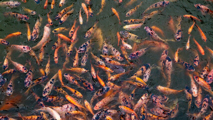 A group of tilapia fish gathered to wait for food in a pond, in the photo taken from above.