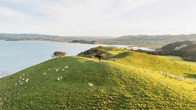 Aerial View from Ocean, Beach, Green Trees and Mountains in Duder Regional Park, New Zealand - Auckland Area