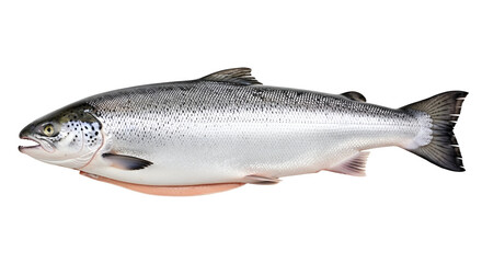 Naklejka premium Fresh Raw Whole Atlantic Salmon Fish Isolated on White Background. Healthy seafood protein for gourmet cooking and diet.