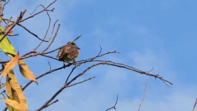 A brown and yellow bird sits facing the blue skies on the edge of a dry branch at the top of a tree. Patches of white clouds form a beautiful backdrop. 