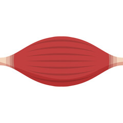 Detailed illustration of a red muscle fiber bundle with a white background showcasing striations and tapered ends in a clear anatomical representation
