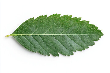 Close up of a single serrated green leaf, revealing intricate veins, glossy surface, and subtle speckled texture against a clean white background.