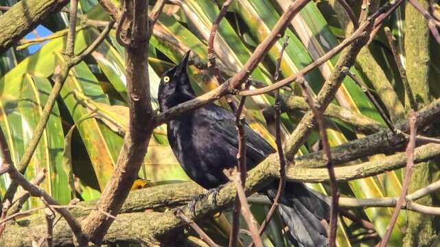A black bird dodges between the branches of a tree in the early morning. 