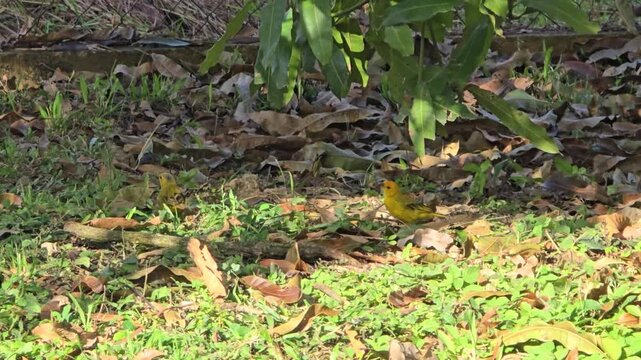 Two yellow birds walk around on the grass still damp with dewdrops. 