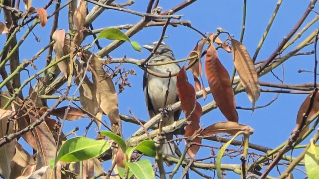A grey bird rest in the morning sunshine at the top of a tree. 