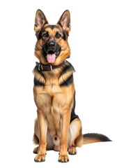 Fototapeta premium Loyal German Shepherd Dog Sitting Patiently Isolated on Transparent Background Full Body Shot