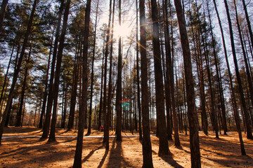 autumn forest in the morning