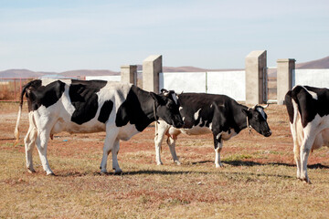 Black and white cows standing on a grassy field