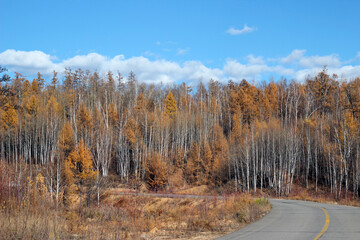 Autumn forest with winding road under clear blue sky
