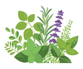 Assortment of Fresh Basil Mint and Lavender Herbs Vector Art Organic Garden Plants for Health and Cooking Designs