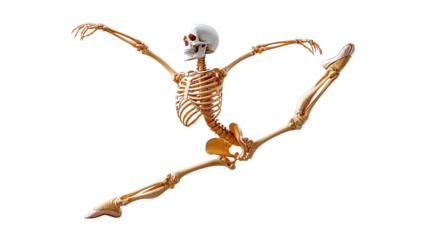 Anatomy of Grace: A skeleton executes a graceful ballet leap, blending anatomy with artistic expression. The image showcases the underlying framework of movement.