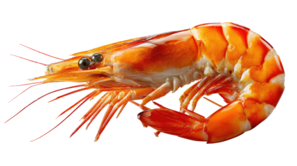 Fresh Shrimp Delight: A succulent shrimp, bursting with vibrant hues, ready to be the star of a culinary masterpiece, presenting a textural journey of fresh seafood