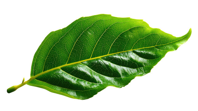 Vibrant Green Leaf: An eye-level, close-up shot of a glossy, vivid green leaf, capturing the intricate textures and veins that speak to the beauty of nature.