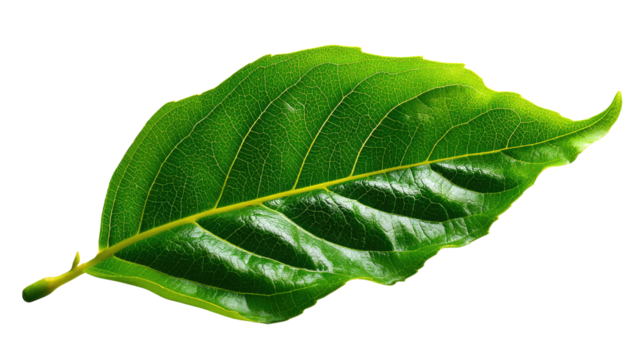 Vibrant Green Leaf: An eye-level, close-up shot of a glossy, vivid green leaf, capturing the intricate textures and veins that speak to the beauty of nature. - Powered by Adobe