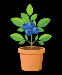 Blueberry plant with large blue berries in a brown terracotta pot on a dark simple background emphasizing fruit quality