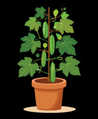 Cucumber vine growing on a simple stake support in a terracotta pot representing home and container gardening