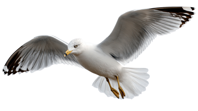 Soaring Gull in Flight: A magnificent seagull in full flight, wings outstretched, captured against a simple backdrop. Displaying the elegant beauty and freedom of nature.