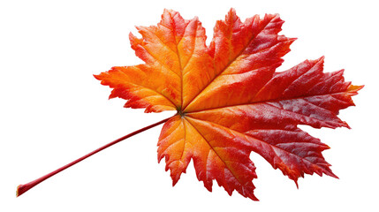 Autumnal Foliage: A close-up capture of a vibrant, multi-hued maple leaf, showcasing the exquisite details of its natural design and the rich colors of fall.