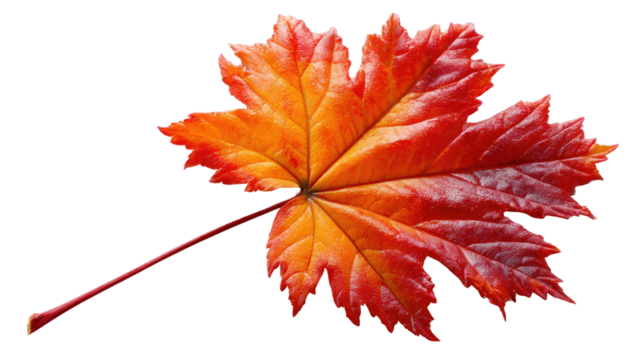 Autumnal Foliage: A close-up capture of a vibrant, multi-hued maple leaf, showcasing the exquisite details of its natural design and the rich colors of fall.