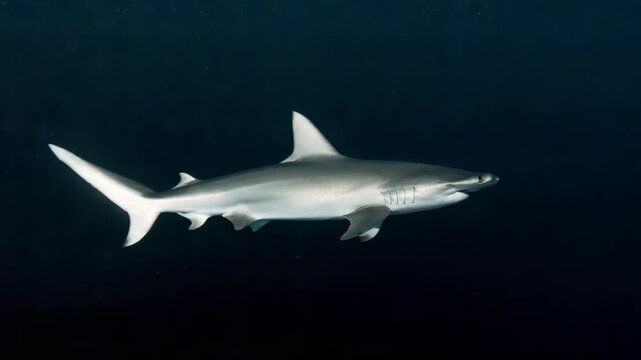 Hammerhead Shark Swimming in Dark Blue Ocean Water Majestic Underwater Scene Featuring Gray and White Shark in Natural Habitat Open Ocean Wildlife Predator