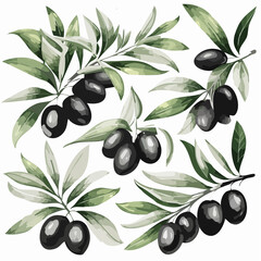 set of watercolor olives vector illustration isolated on white background