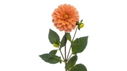 Fotobehang Dahlia Vibrant orange dahlia flower with green leaves against a stark black background  © Zahid