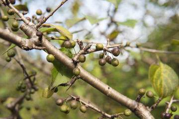 クロウメモドキ（Rhamnus japonica）の実／埼玉県・10月