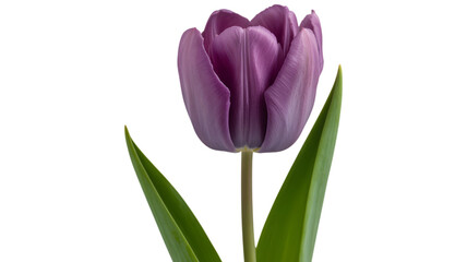 Naklejka premium Single purple tulip blossom with green leaves against a dark background