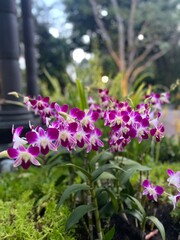 Obraz premium purple flowers in the garden