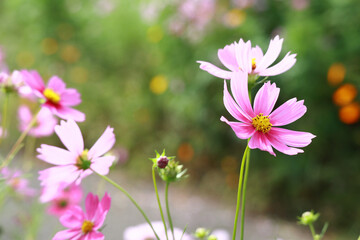コスモスの花