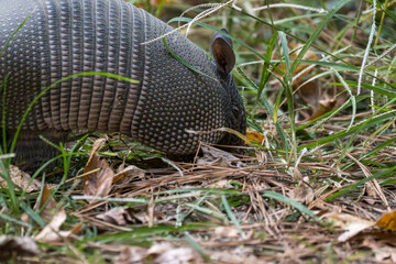 Nine Banded Armadillo Dasypus Novemcinctus in Grass