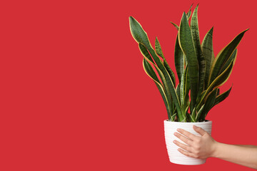 Female hands with sansevieria plant in white pot on red background