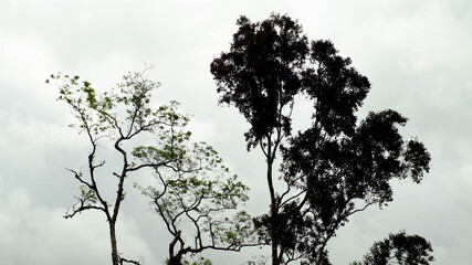 silhouette of tree branches on a white background