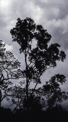 silhouette of tree branches on a white background