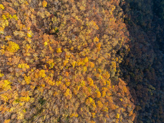 Overlooking golden birch forest in autumn of Northeast China