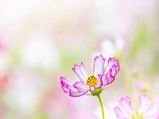 秋を彩るコスモスの花畑。白い花畑の背景に佇んでいるかわいいピンクの縁取りのコスモス。自然風景。横構図